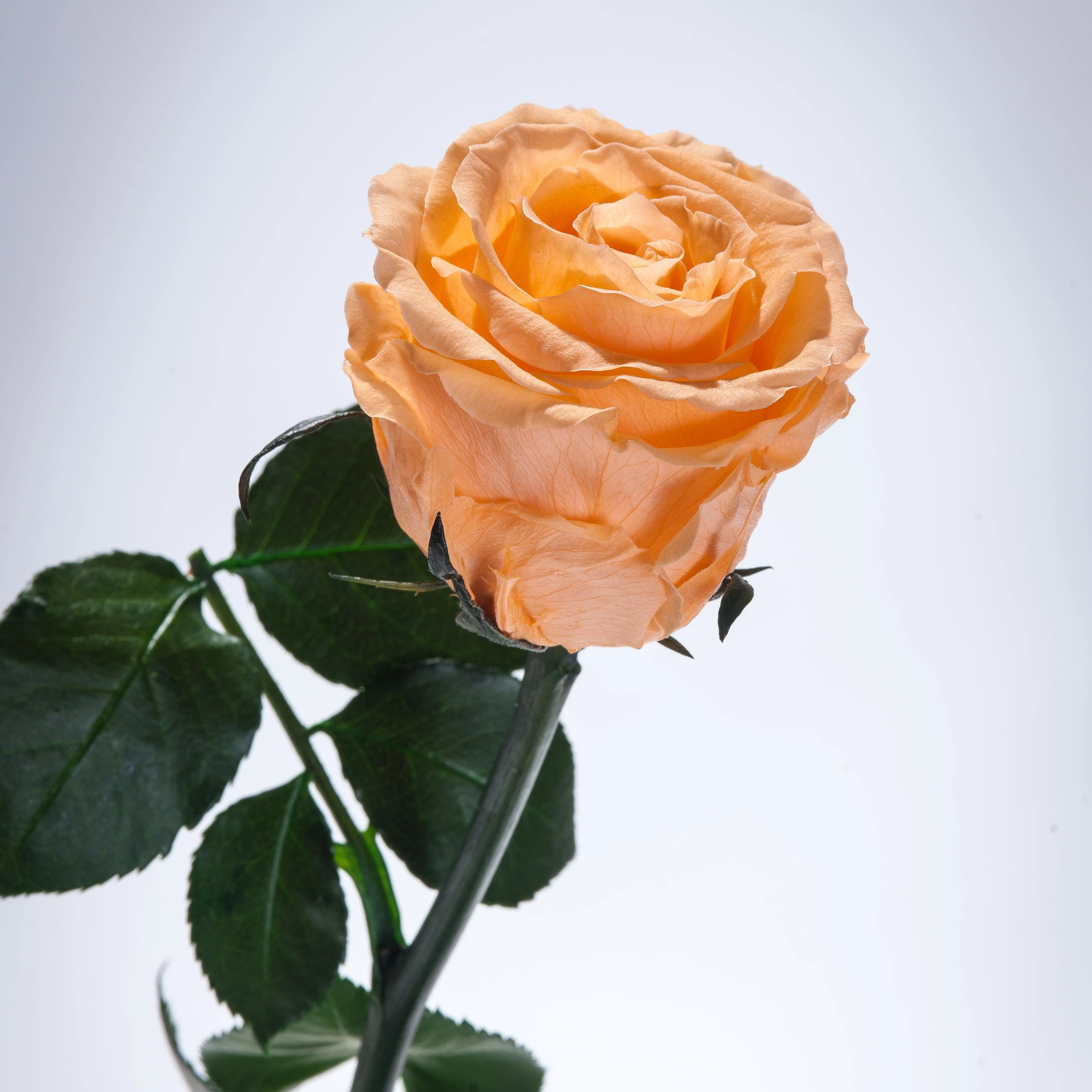 6 Premium Roses In Gift Box - Image 10