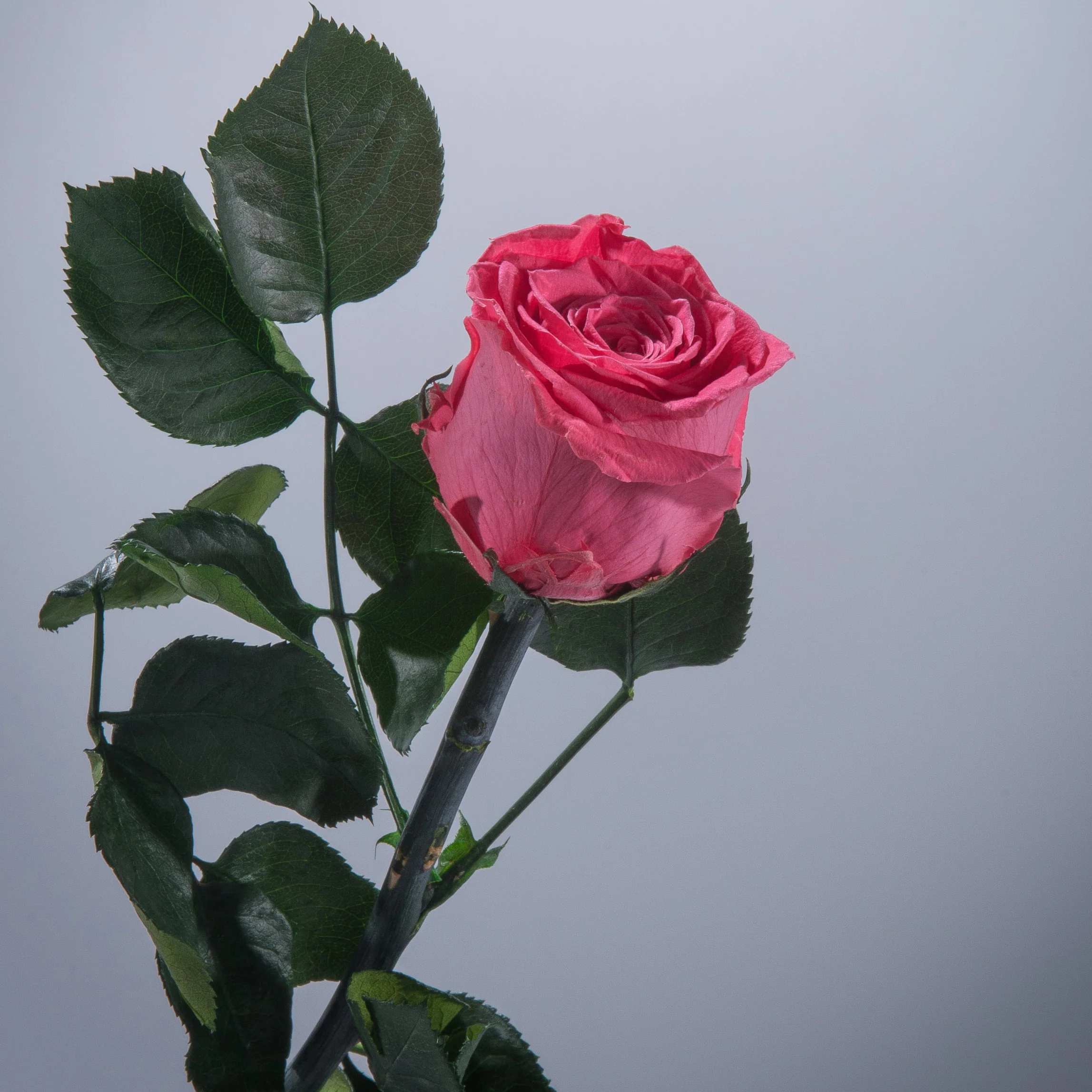 6 Premium Roses In Gift Box - Image 12