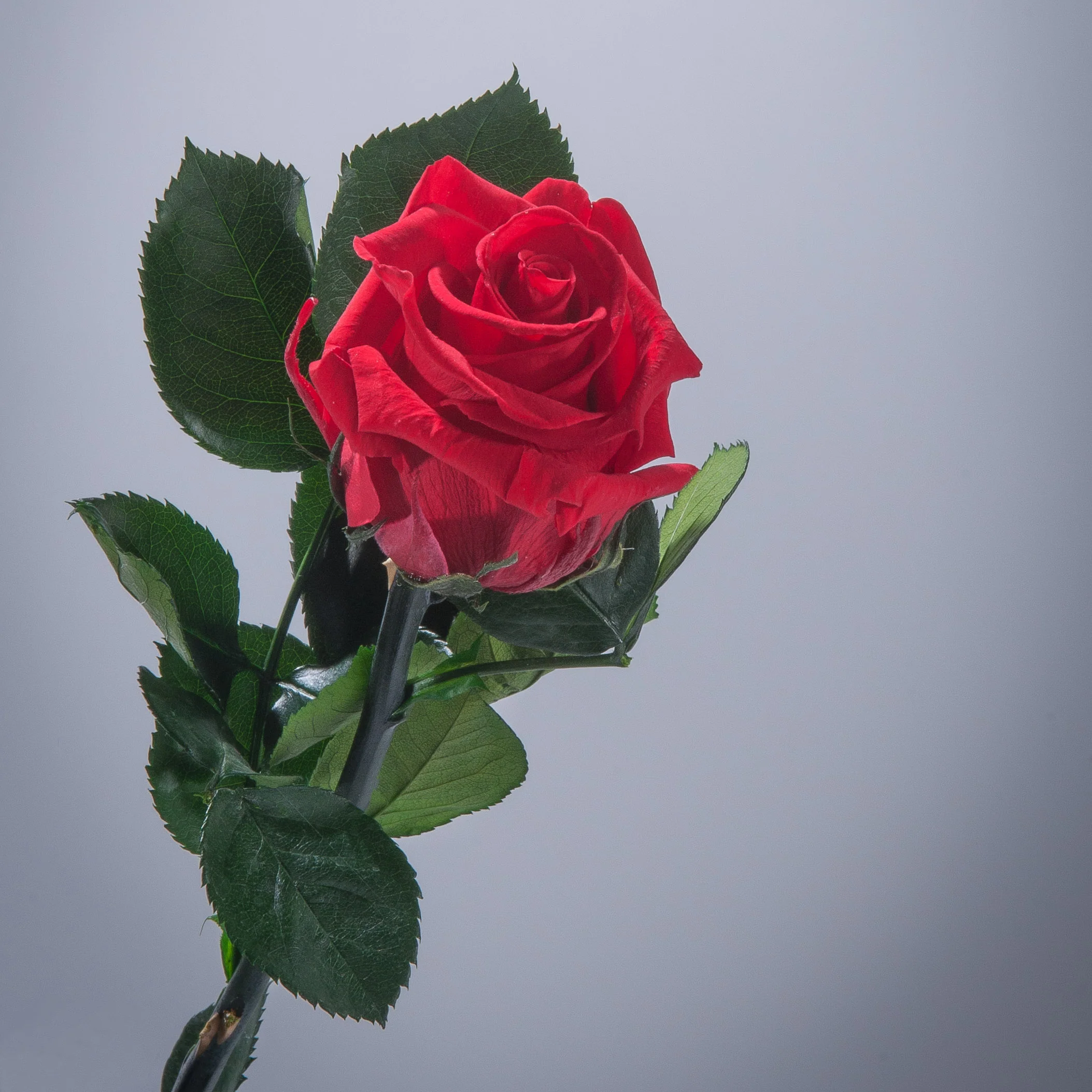6 Premium Roses In Gift Box - Image 7
