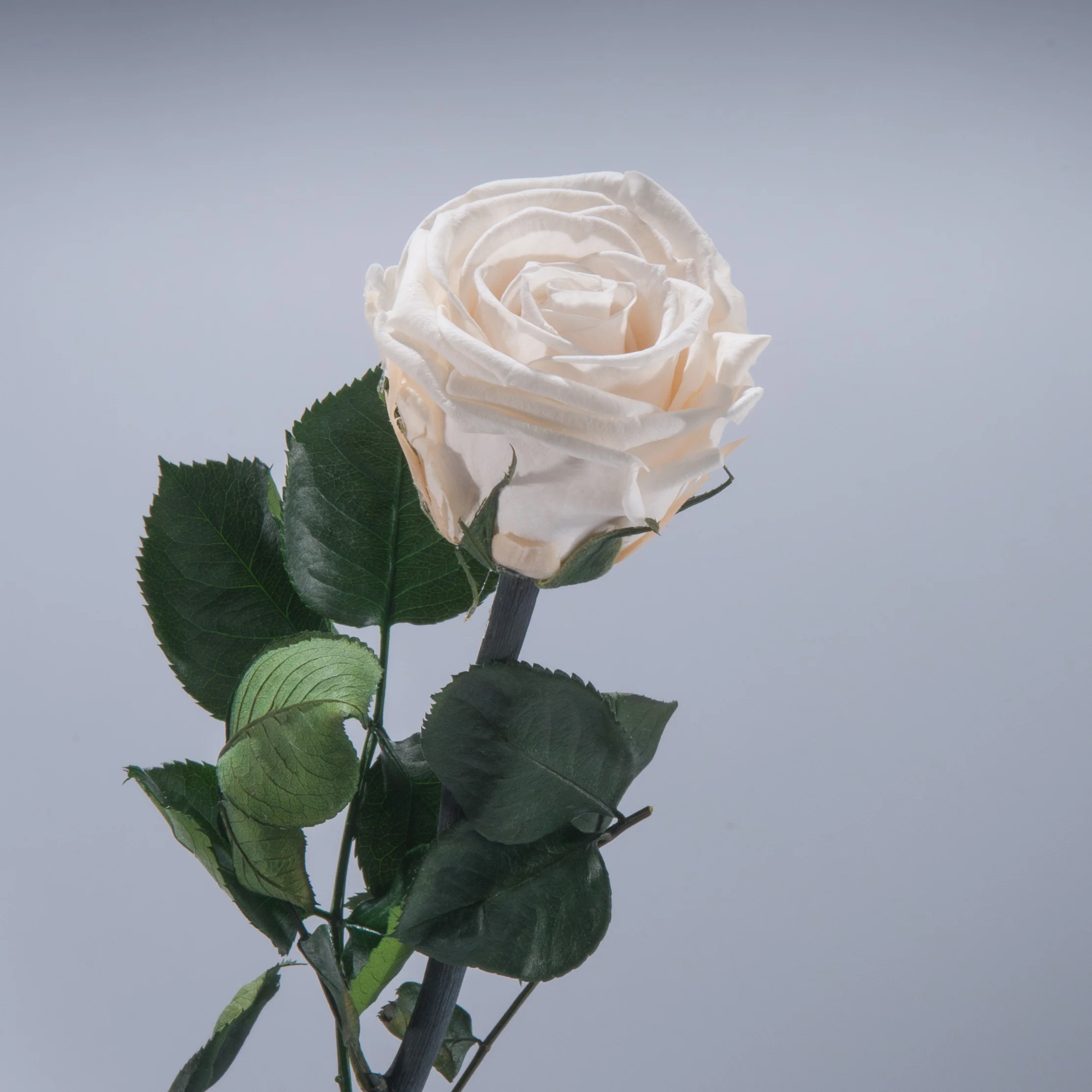 6 Premium Roses In Gift Box - Image 9