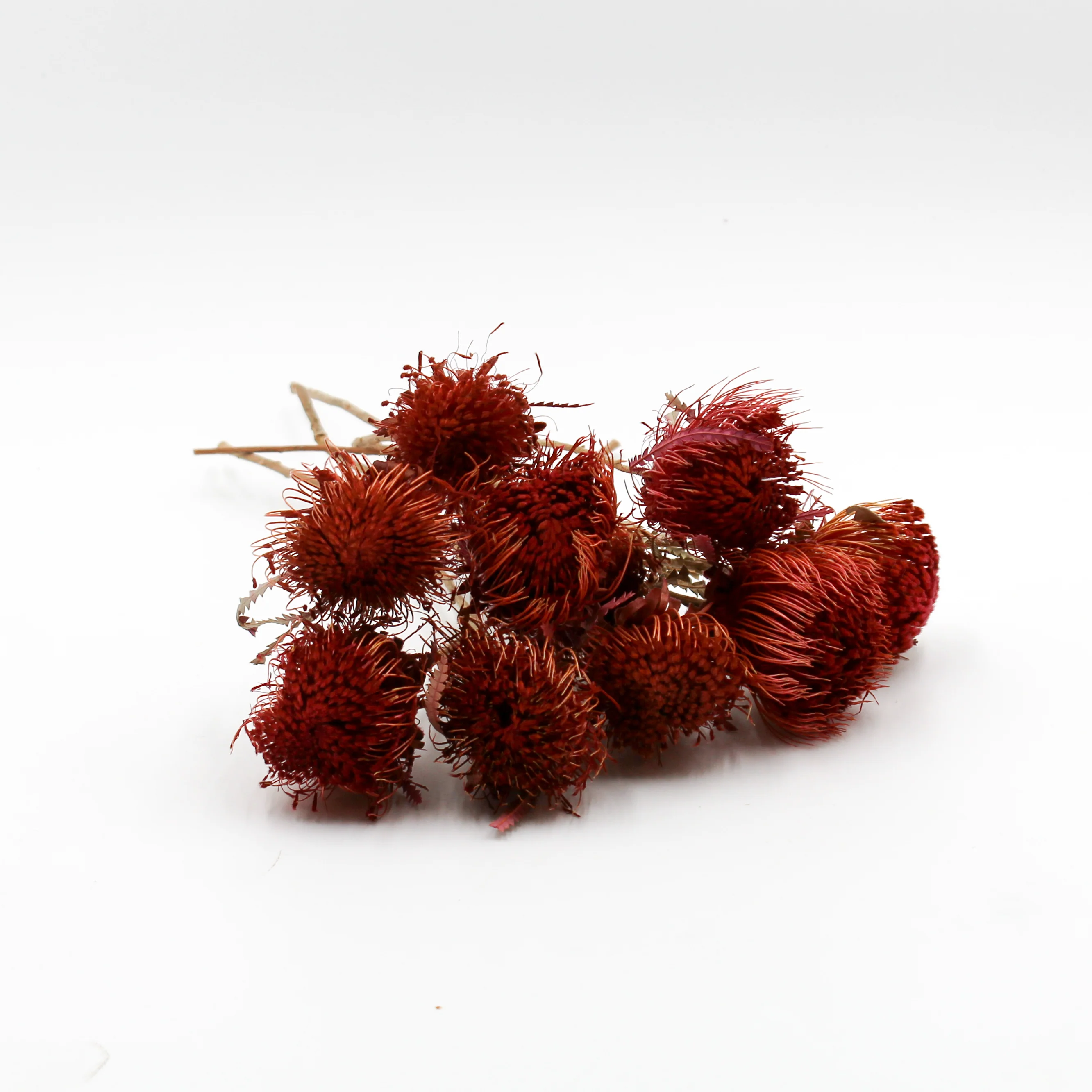 Banksia Dryandra Dried Flowers - Image 2