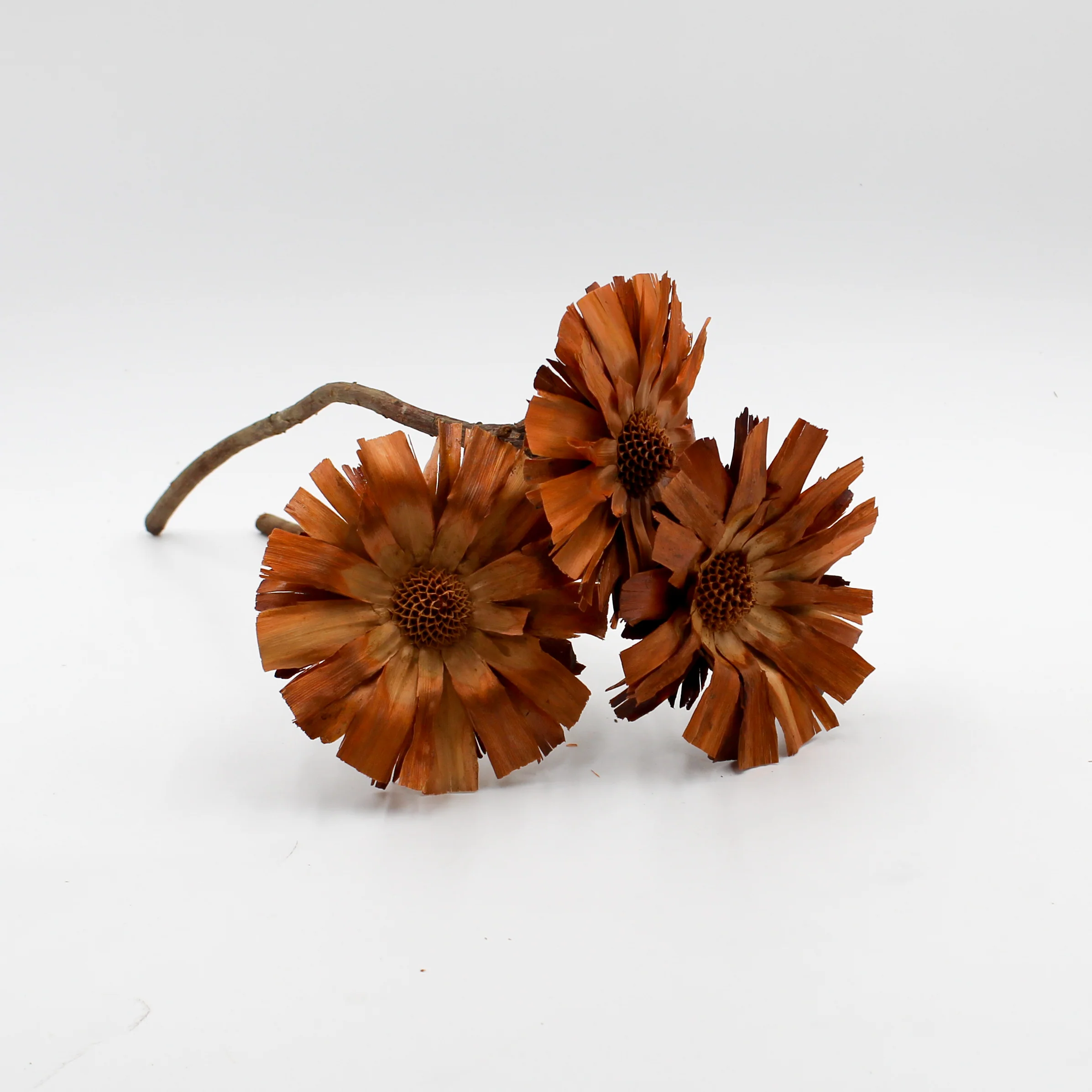 Brown Dried Protea Repens Flowers