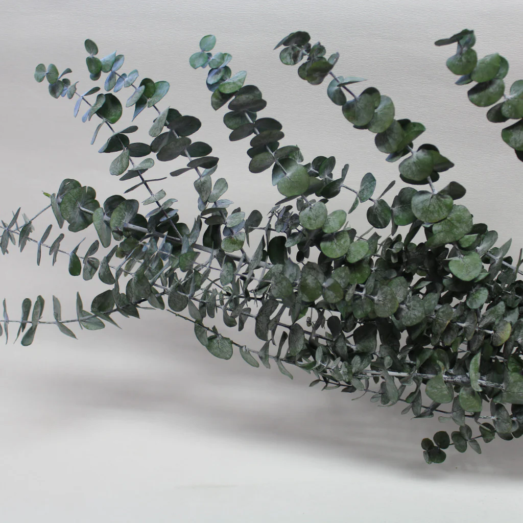 Eucalyptus Sprigs - Image 2