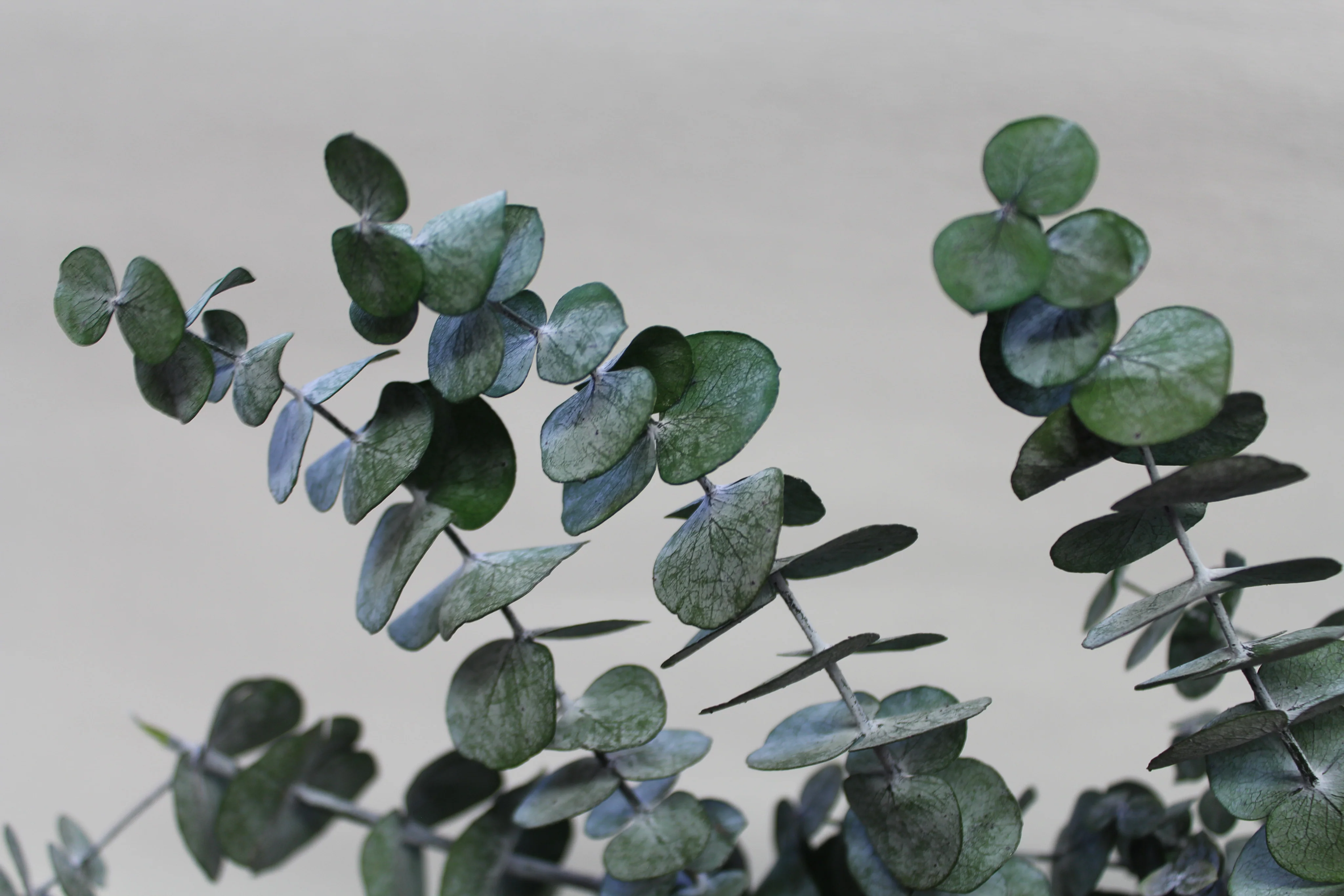 Eucalyptus Sprigs - Image 3