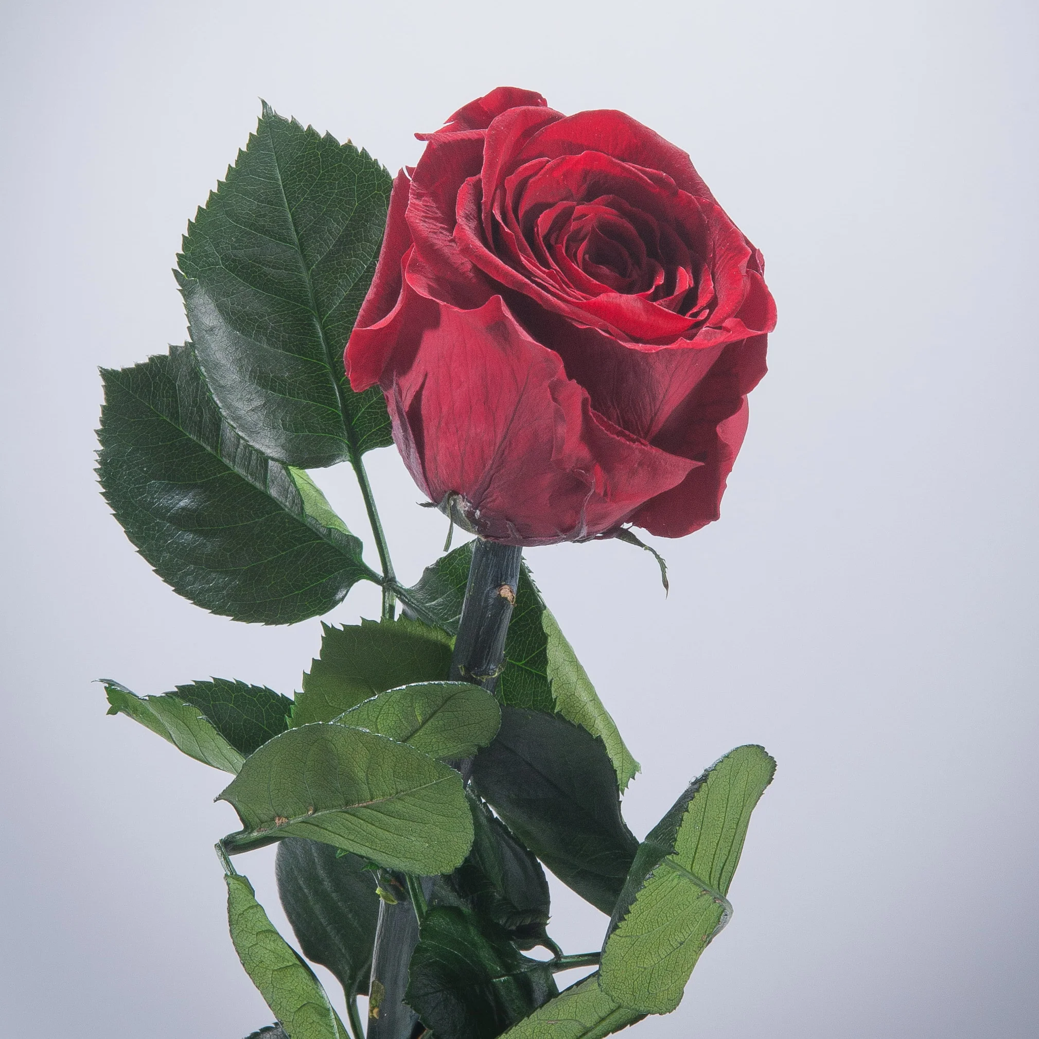 9 Premium Roses In Gift Box - Image 12