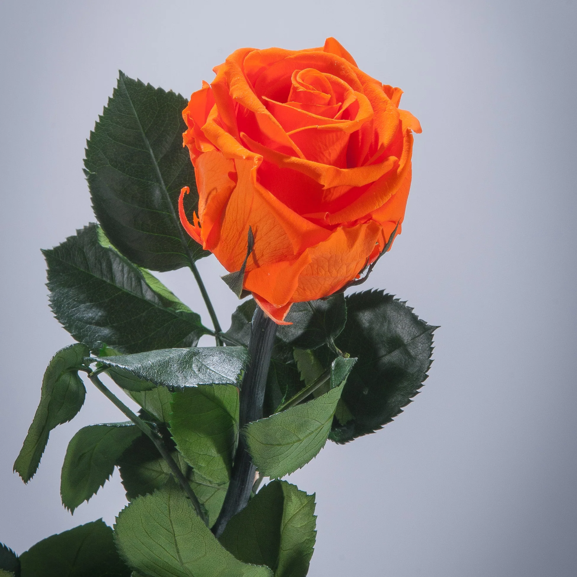 9 Premium Roses In Gift Box - Image 14