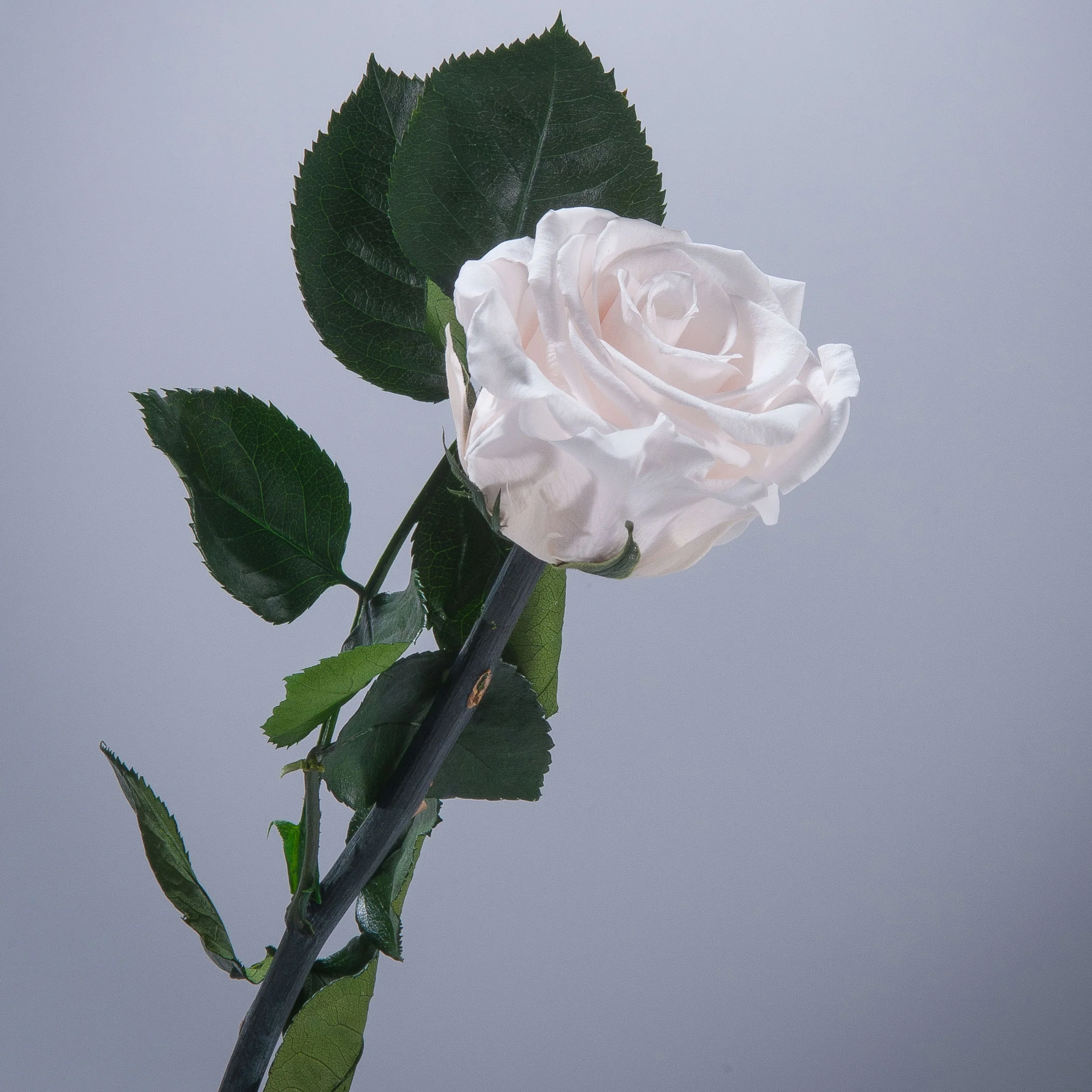 9 Premium Roses In Gift Box - Image 17