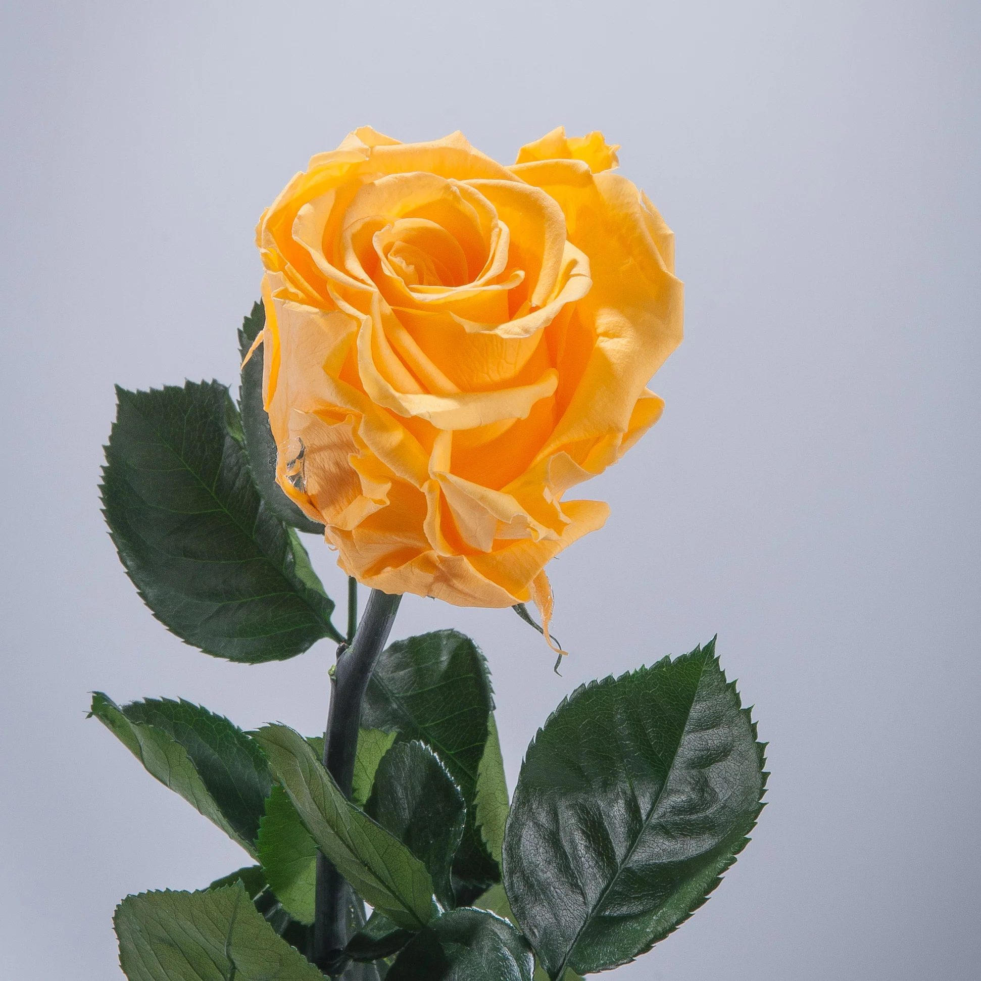 9 Premium Roses In Gift Box - Image 18
