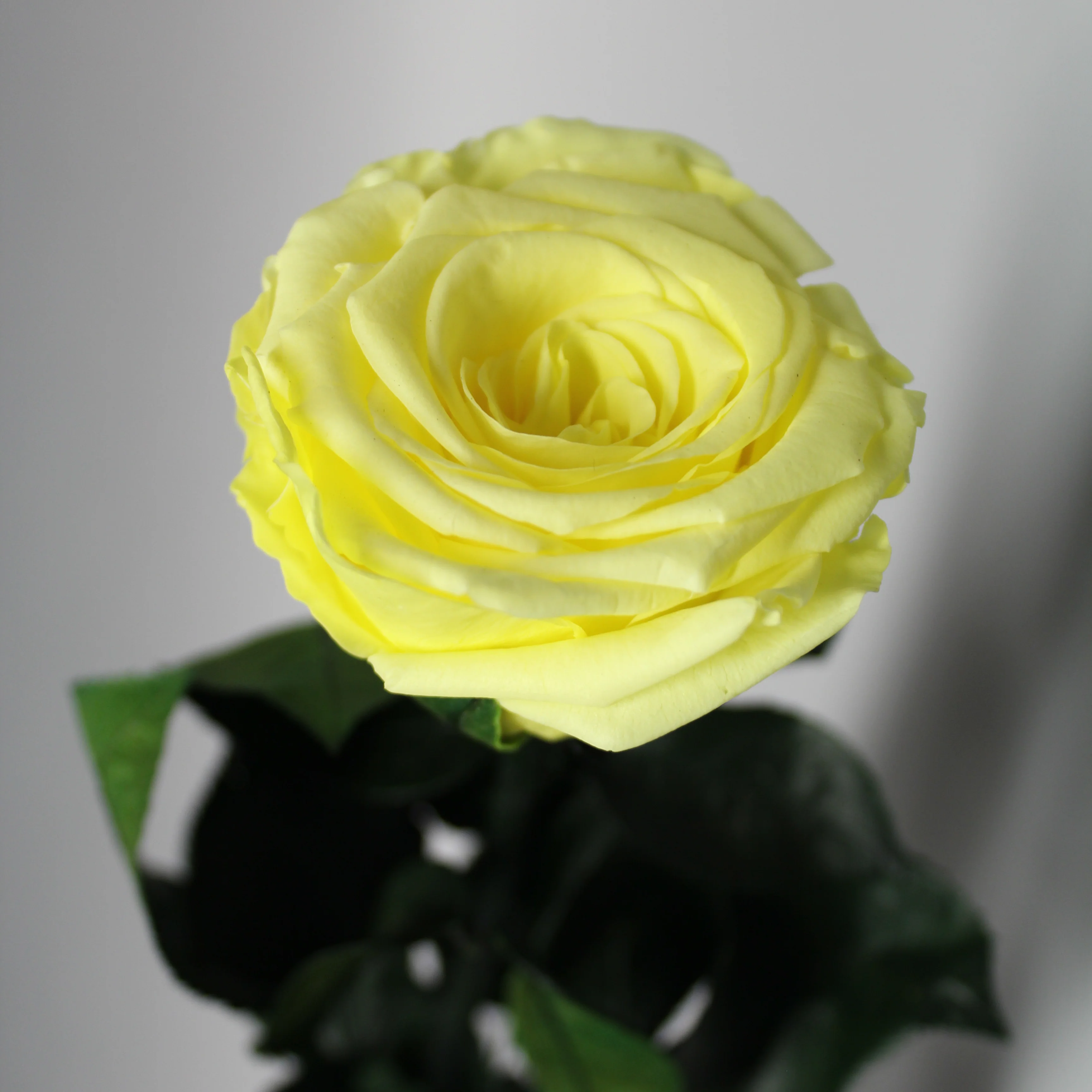 9 Premium Roses In Gift Box - Image 19
