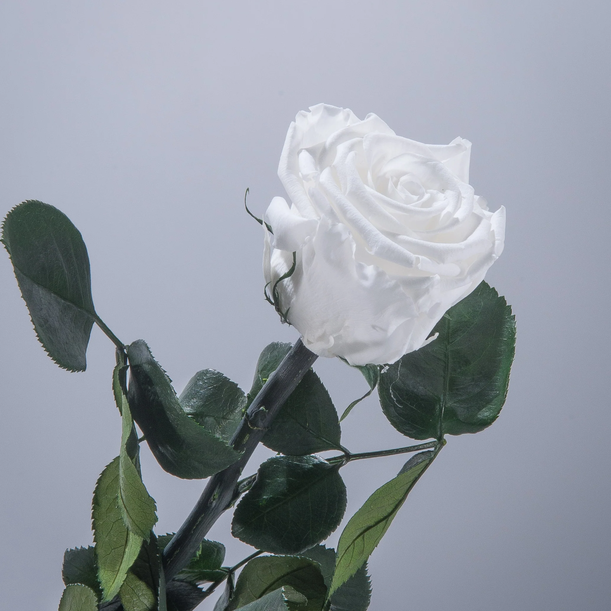 9 Premium Roses In Gift Box - Image 20
