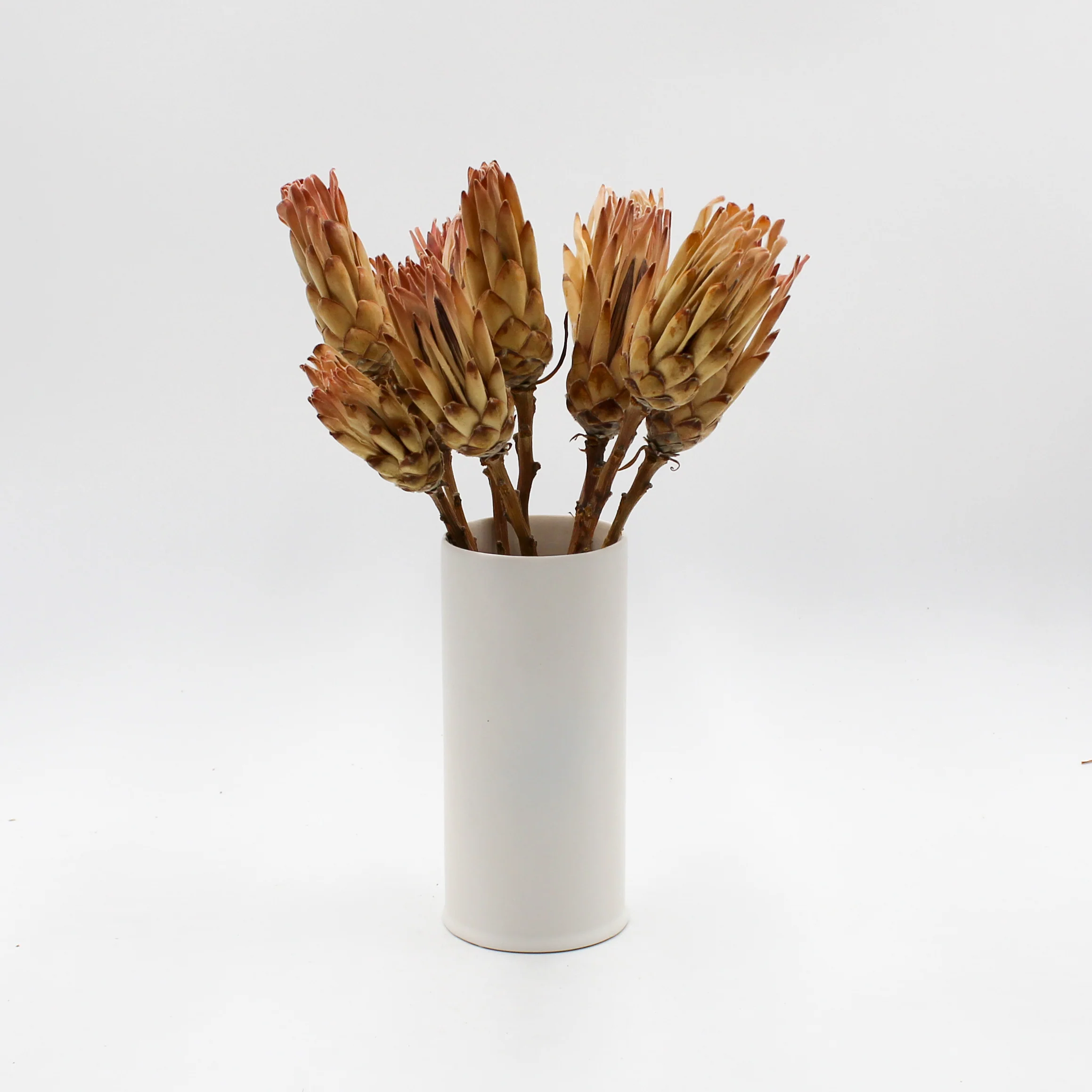 Cream and Pink Protea Sugarbush Dried Stems - Image 2